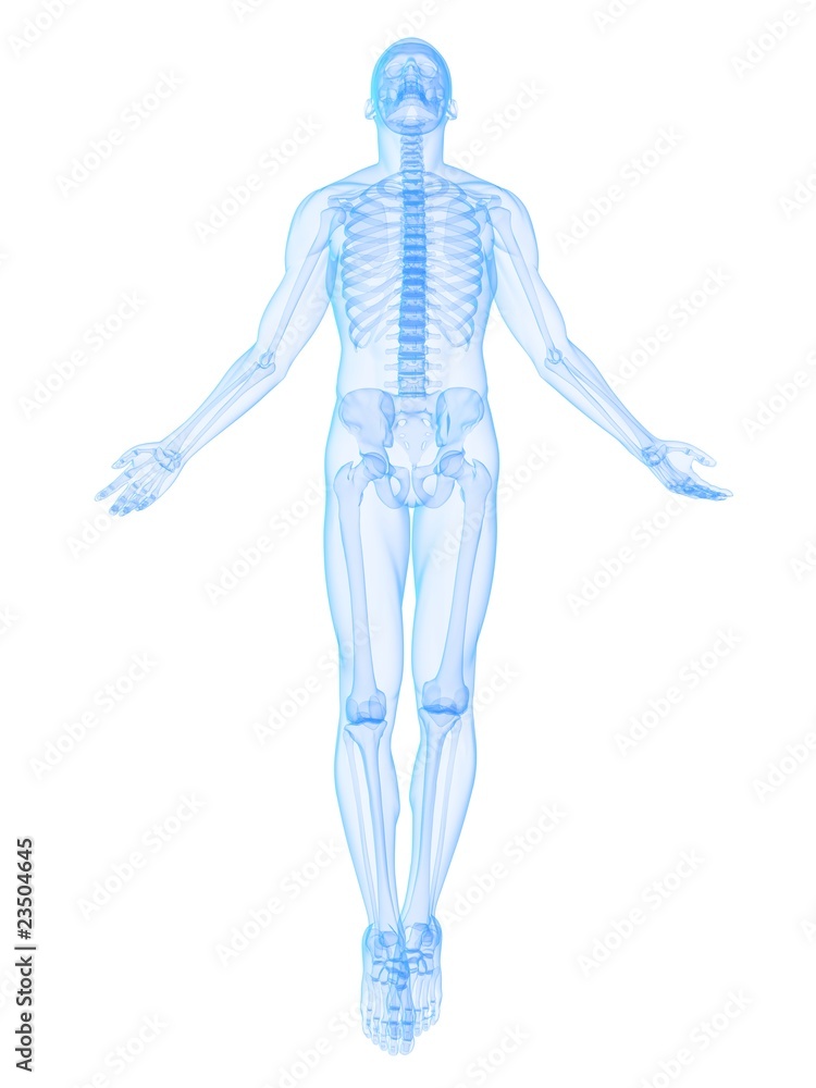 Skelett - Anatomie des Mannes