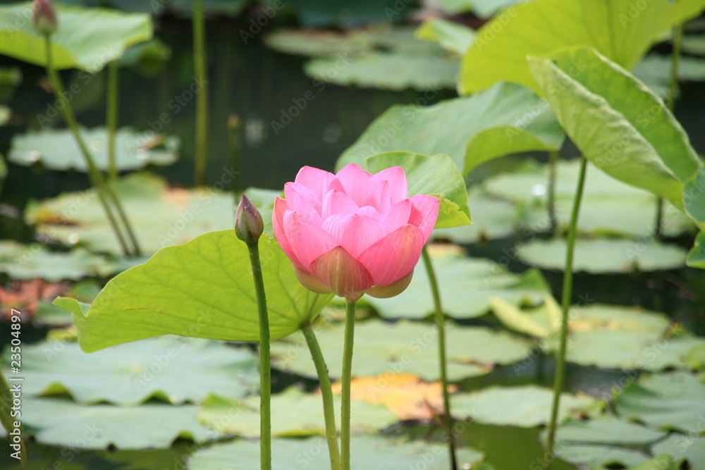 蓮の花