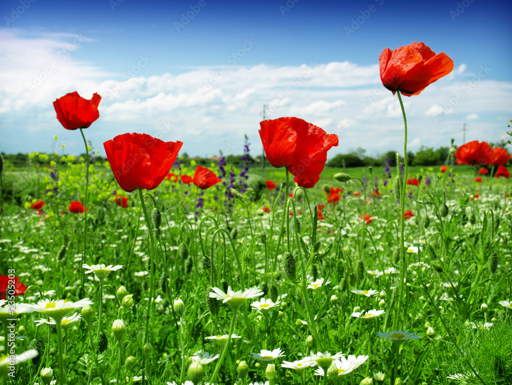 Obraz premium red Poppy
