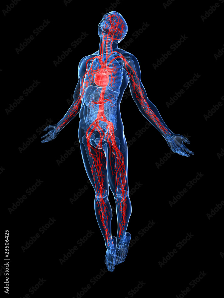 Anatomie - vaskuläres System Anatomie - vaskuläres System