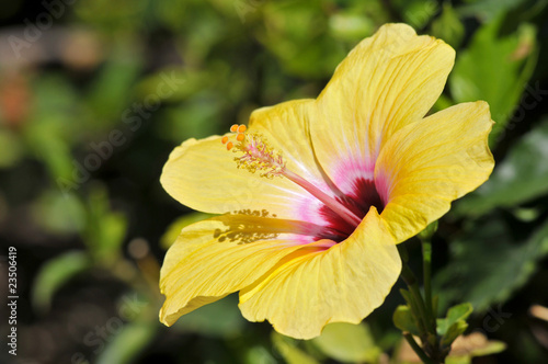 Fotografie Fleur jaune d'hibiscus rosa sinensis