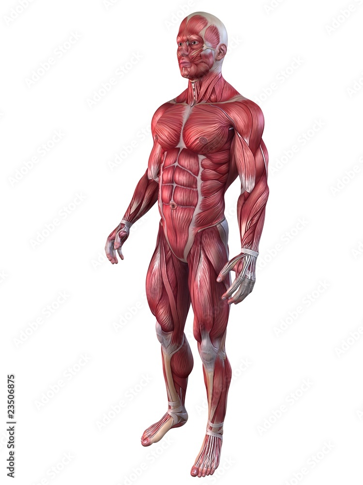 Bodybuilder - Anatomie Bodybuilder - Anatomie