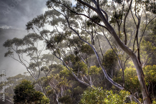 eucalyptus trees © Tommaso Lizzul