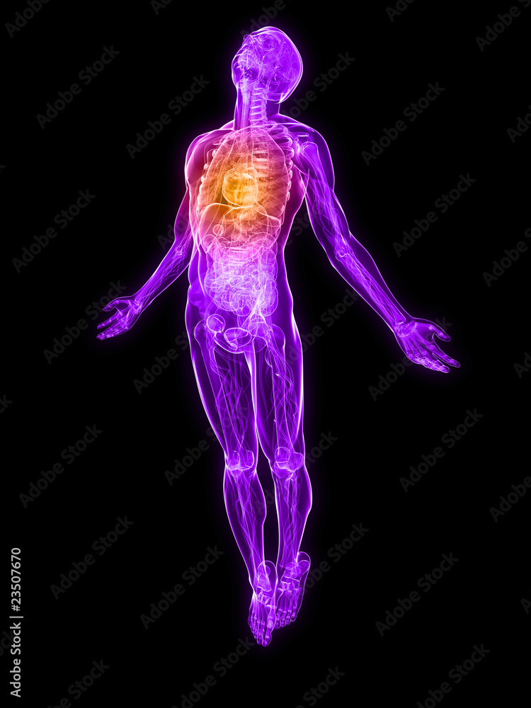männliche Anatomie mit markiertem Herz männliche Anatomie mit markiertem Herz