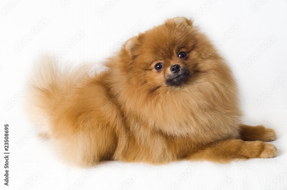 Spitz-dogs1 Spitz-dogs1