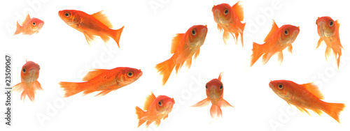 Photography poissons rouges