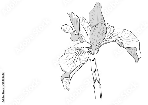 Fototapeta Naklejka Na Ścianę i Meble -  flower