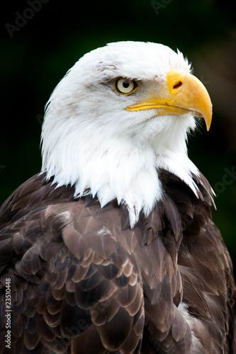 Portrait of a bald eagle © Peter Wey
