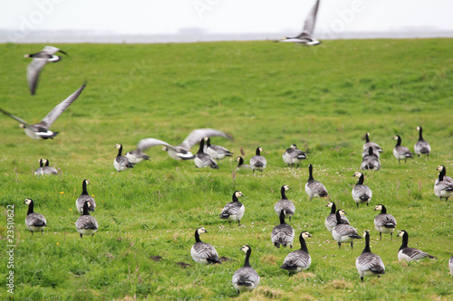 barnacle  geese © Torsten Lorenz