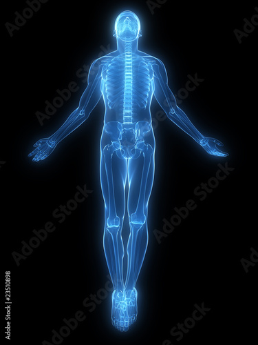 Skelett - Anatomie des Mannes