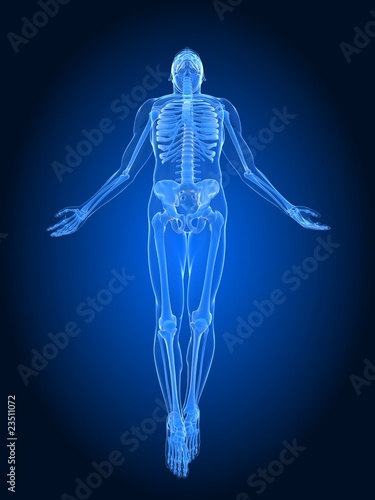 männliches Skelett © Sebastian Kaulitzki