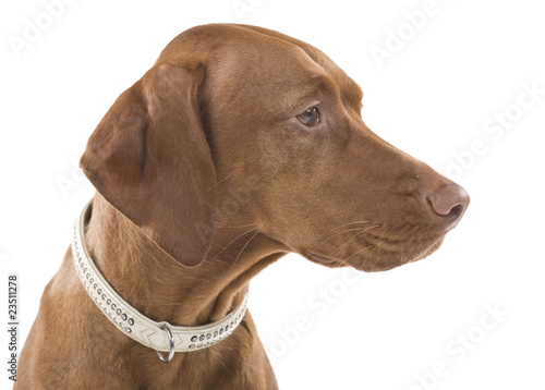 Portrait of a beautiful brown dog. Isolated on white background.