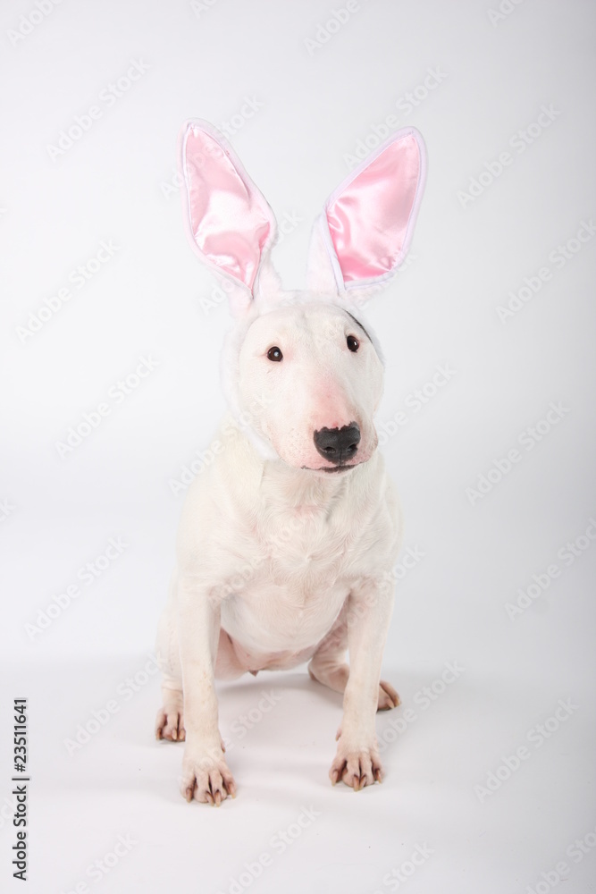 Bullterrier