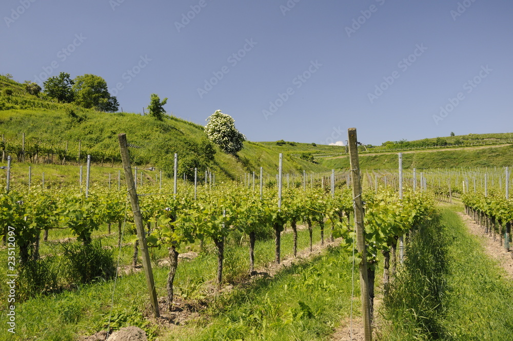 Fototapeta premium Weinberg bei Burkheim am Kaiserstuhl