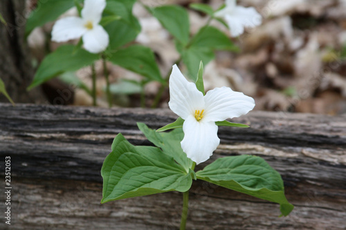 фотографія Trilliums only in Canada and Asia