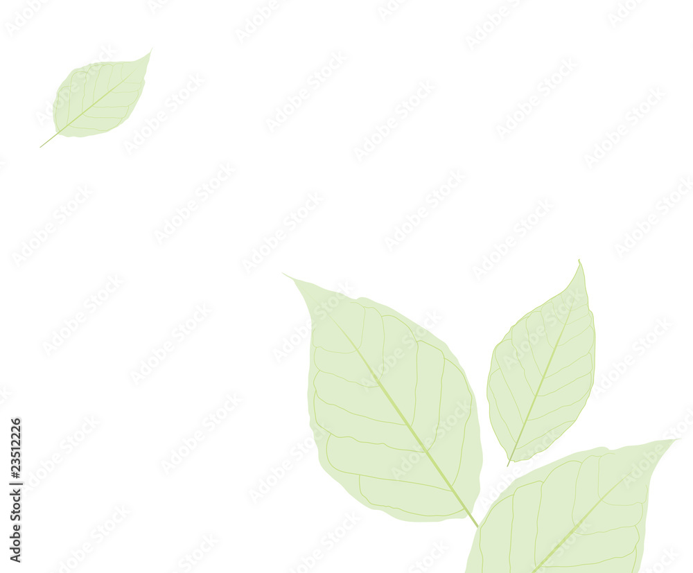 Green simple leaves isolated on white Green simple leaves isolated on white