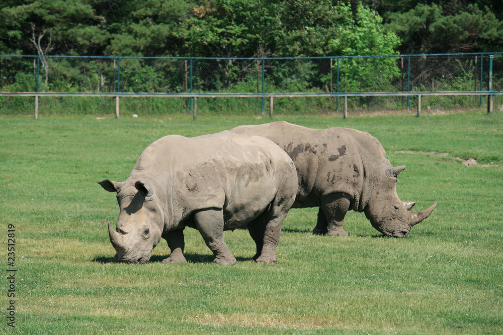 Two Rhinoceroses Two Rhinoceroses