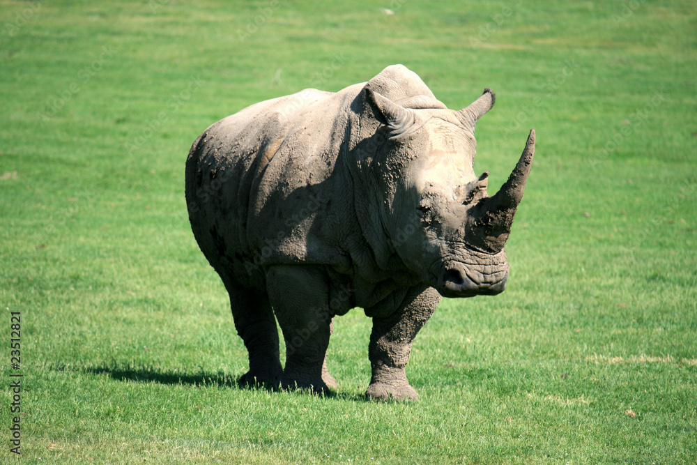 Obraz premium White Rhinoceros