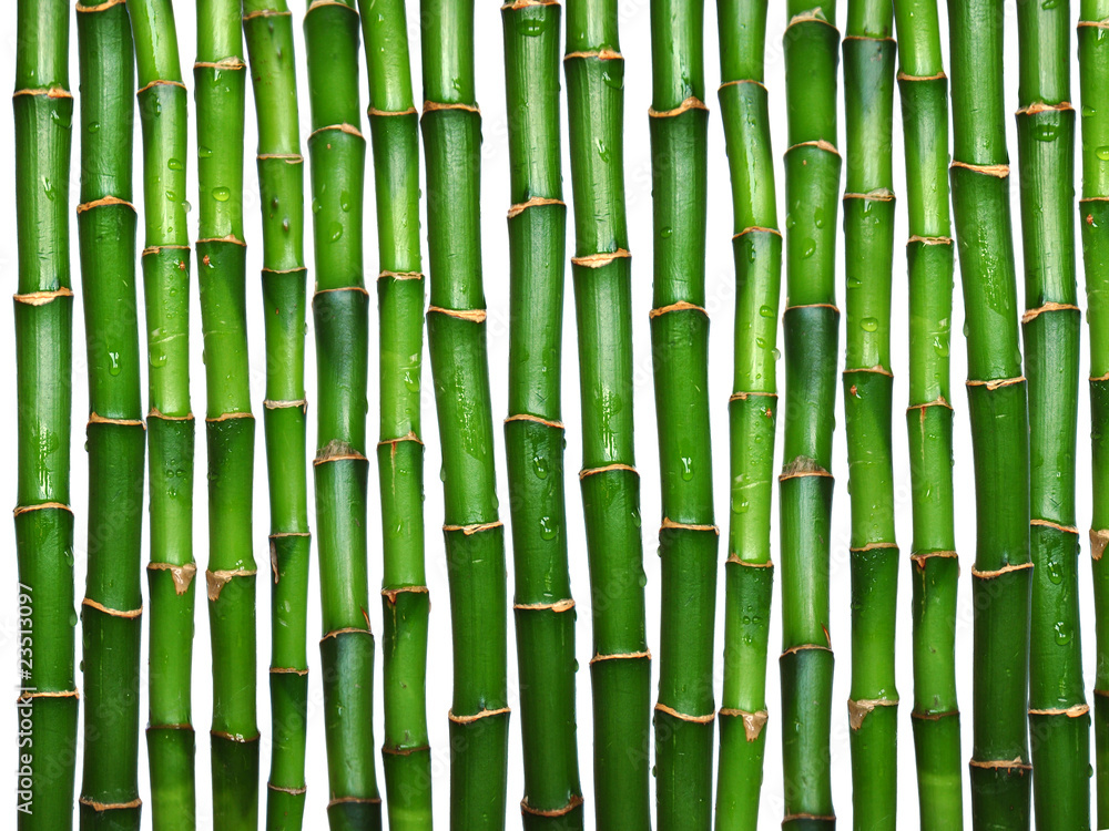 Fototapeta premium bambus na białym tle