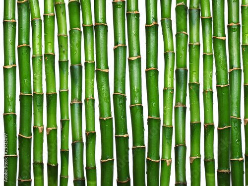 bamboo on white