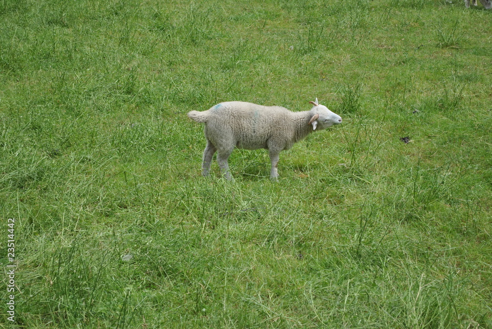 Sheep Sheep