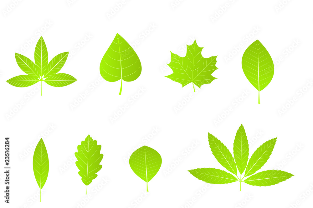 Leaves Leaves