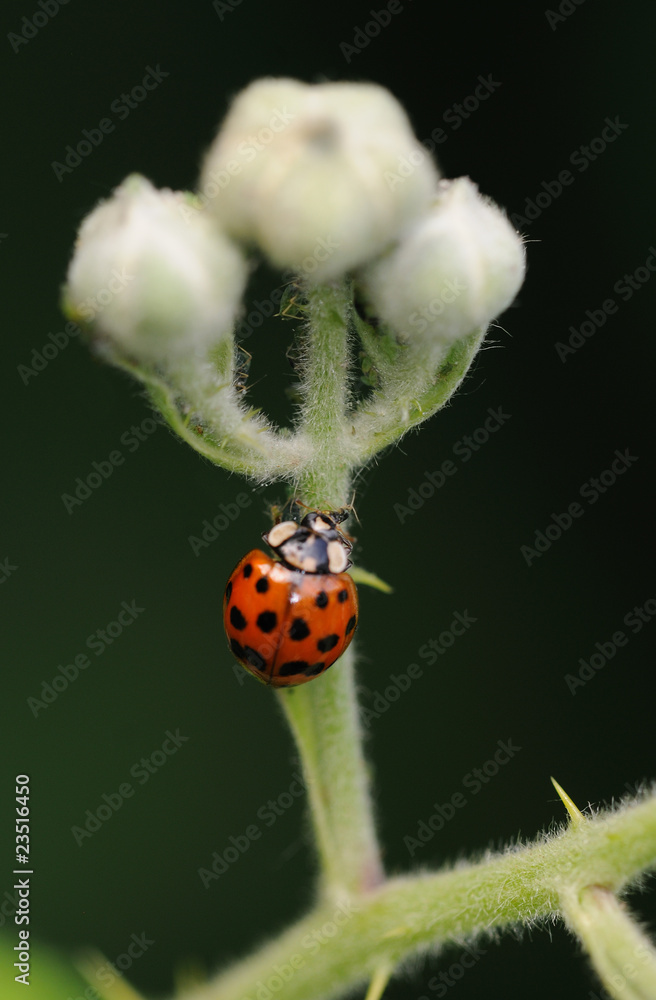 Obraz premium ladybug