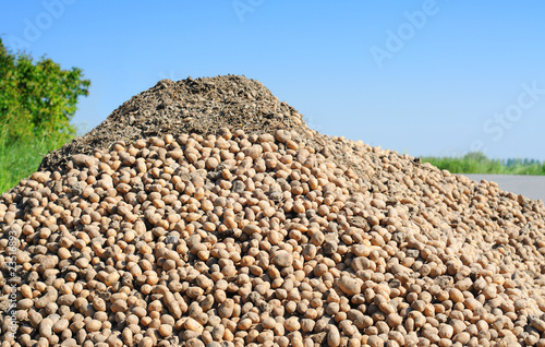 Pile of potatoes against blue sky, shallow depth of field