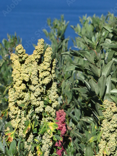Quinoa plant at Sun Island, Bolivia.