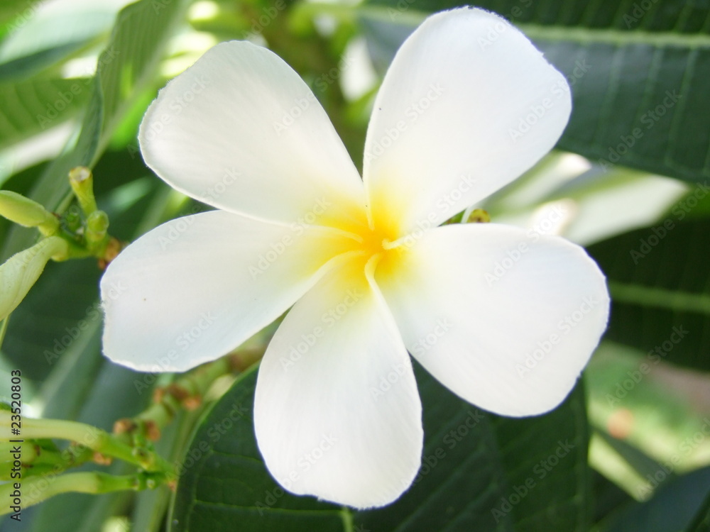 Flower,Plumeria flowers,Nature,,Beauty Flower,Plumeria flowers,Nature,,Beauty