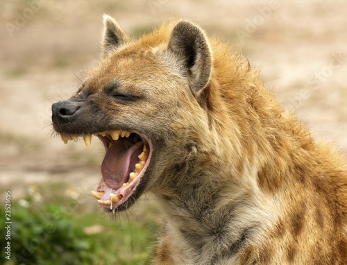 Hyena Powerful Jaws Fototapet