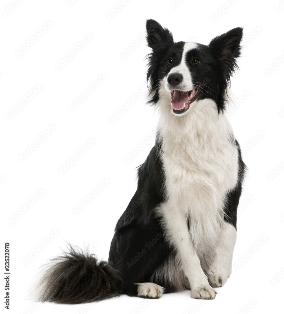 Border collie, 18 months old, in front of white background.