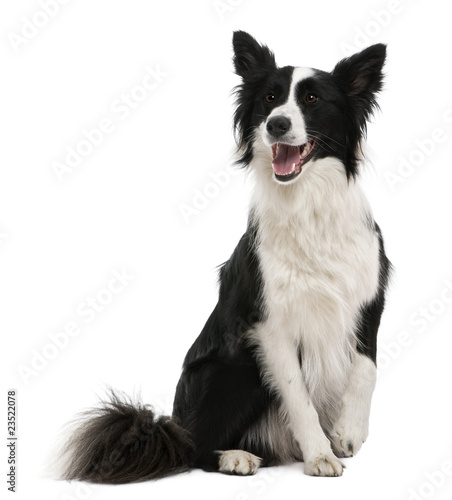 Border collie  18 months old  in front of white background.