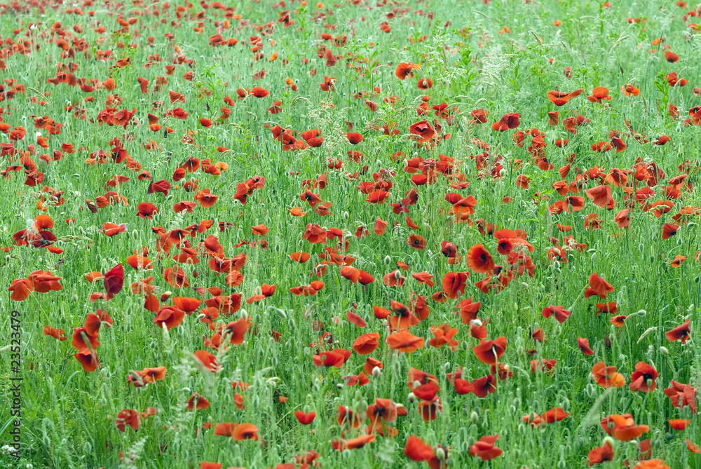 Fototapeta premium champ de coquelicots