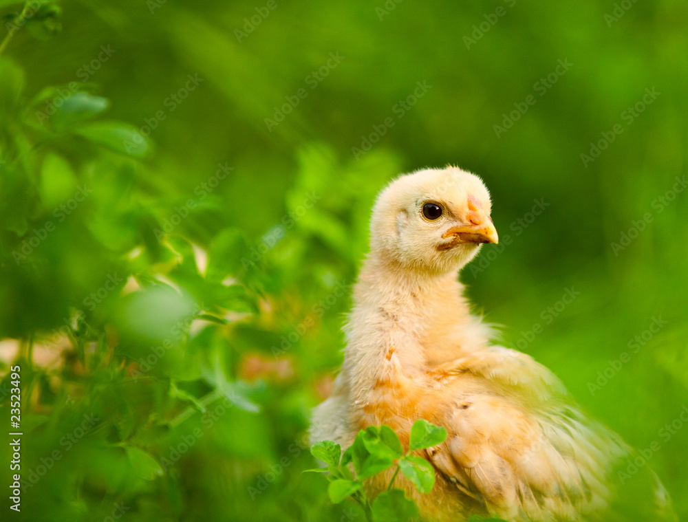 Baby chick Baby chick