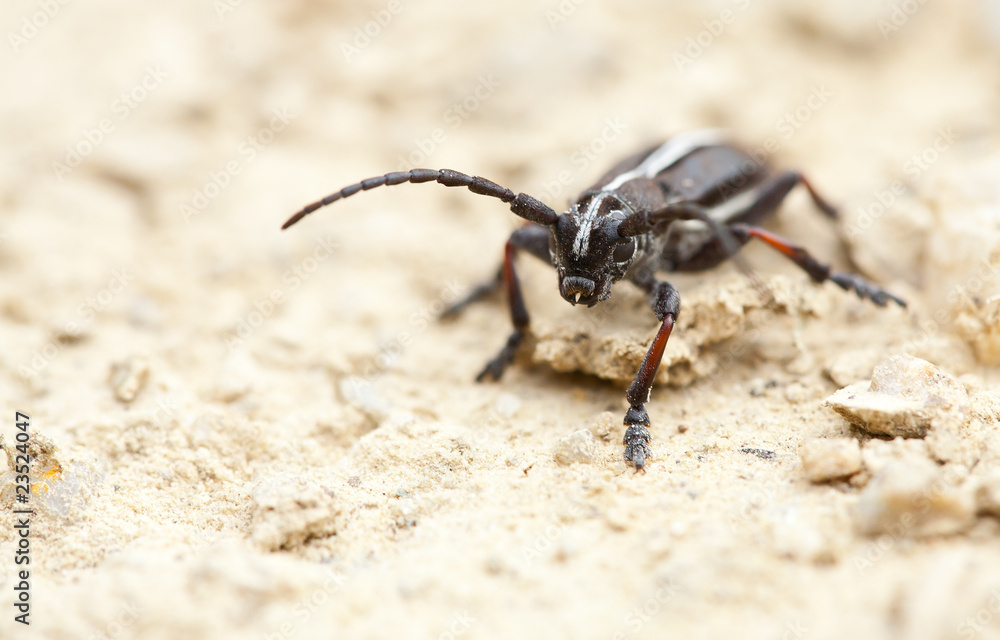 Black roach Black roach