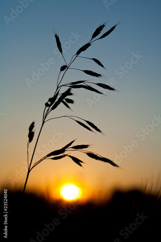 Oat straw