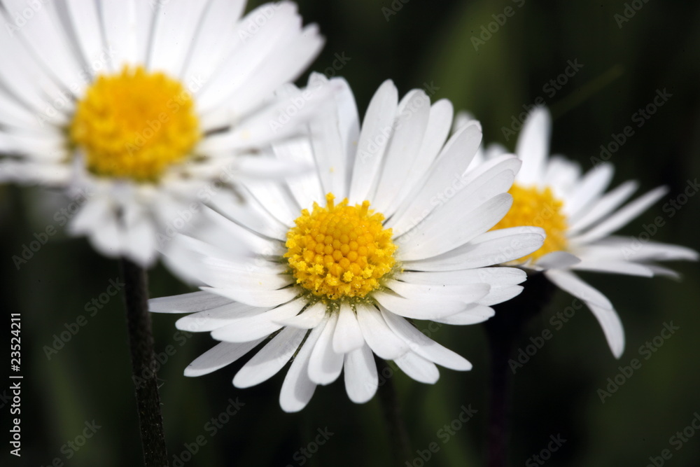Gänseblümchen, Blüte, Makro Gänseblümchen, Blüte, Makro