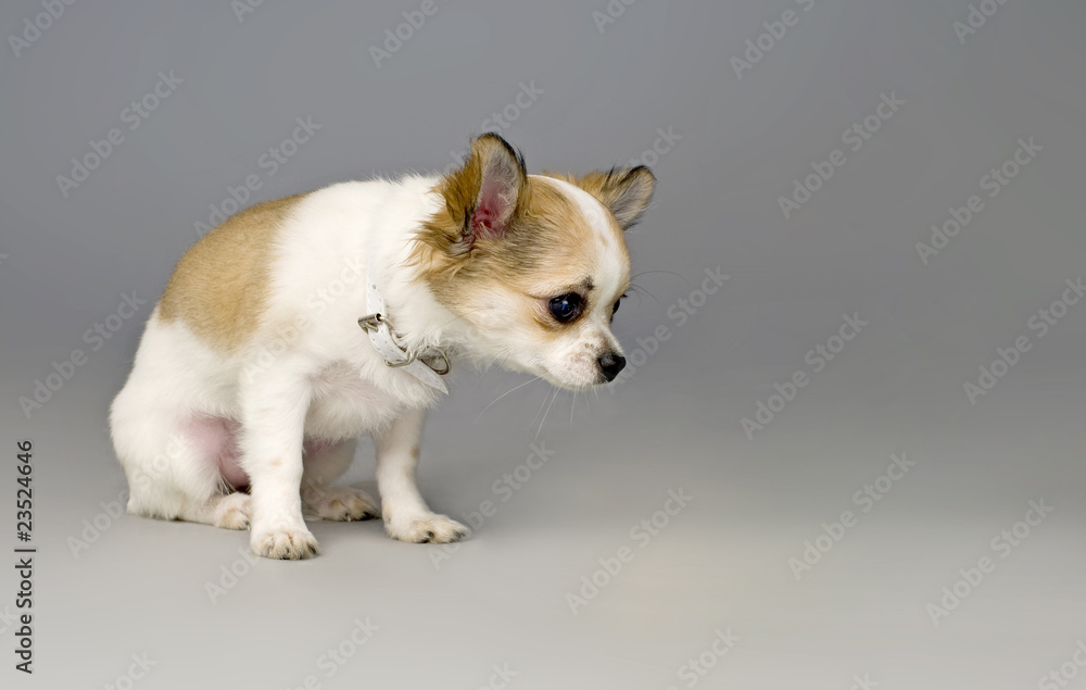 chihuahua puppy looking at something