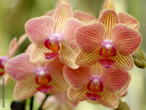 Gelb Rot gestreifte Orchidee