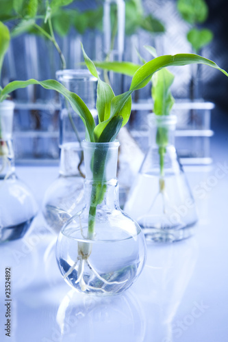 Floral science in blue laboratory