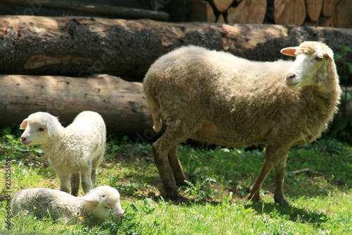 Sheeps family