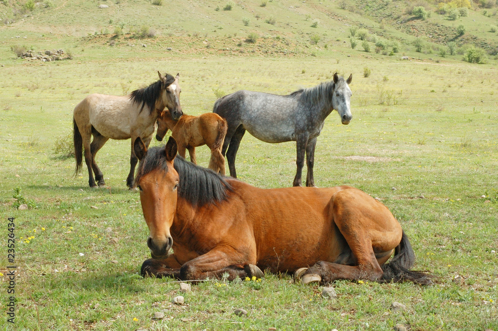 Obraz premium Horses