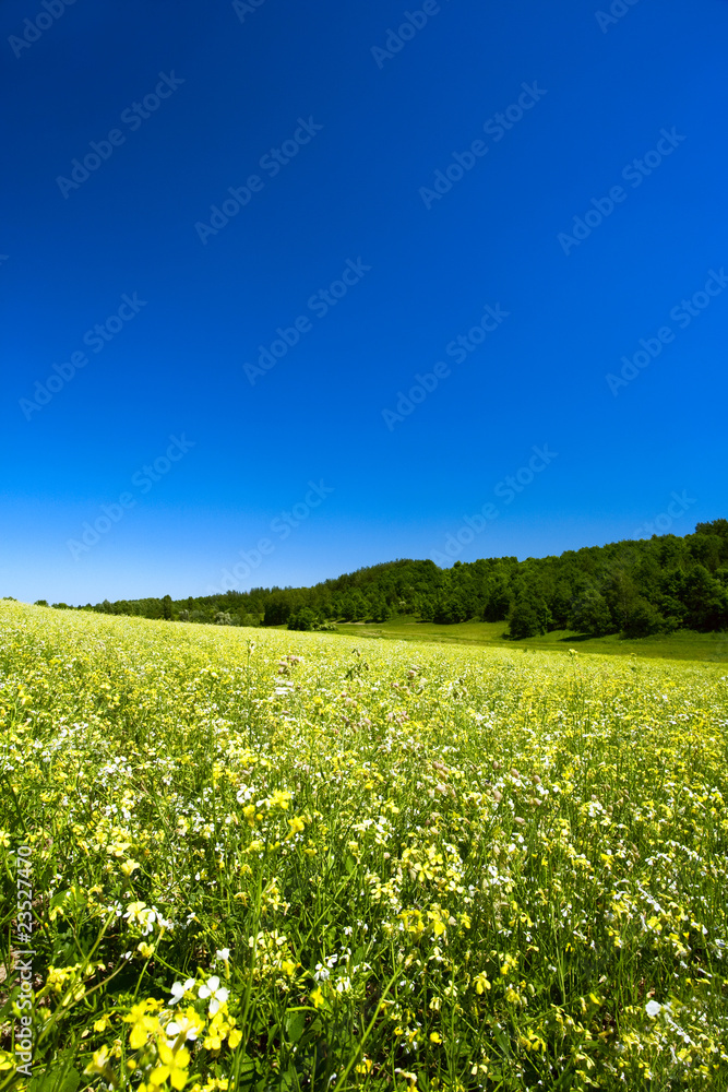 Obraz premium Green hills under the blue summer skies
