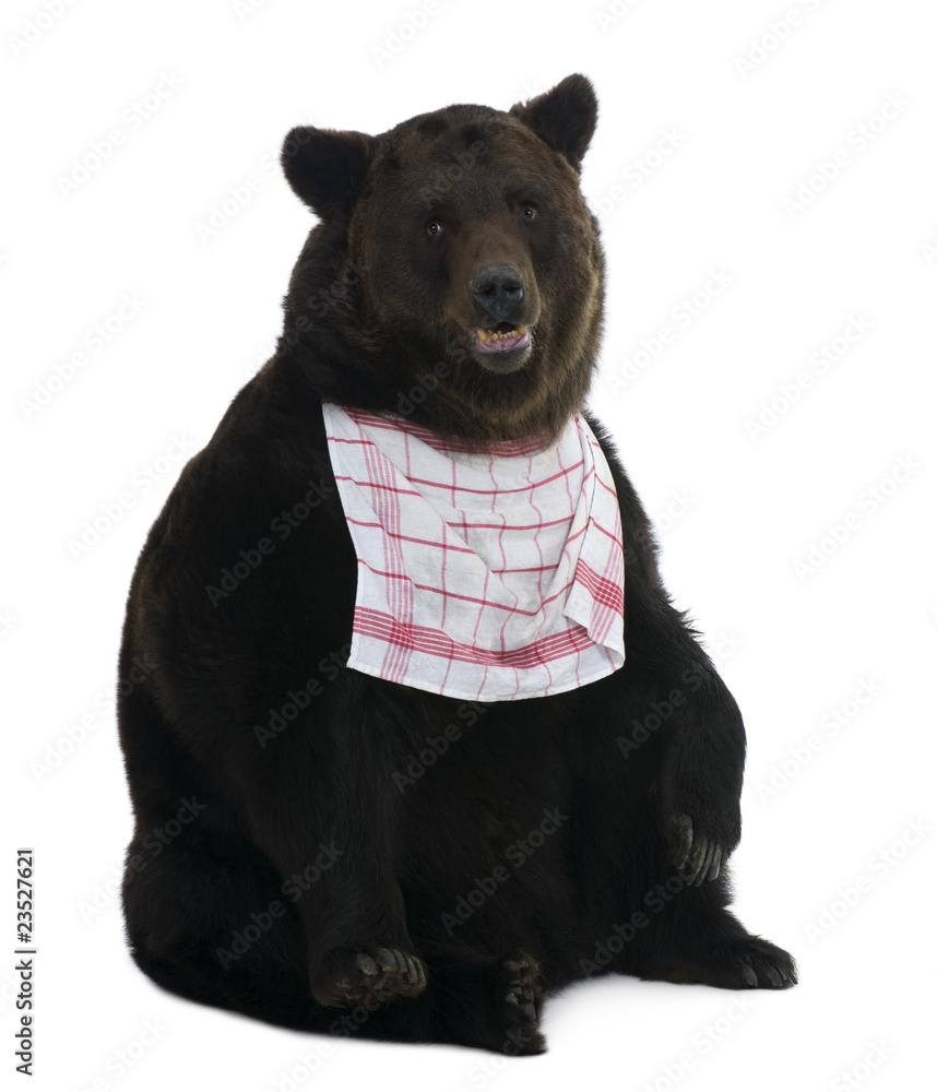 Obraz premium Siberian Brown Bear, 12 years old, against white background