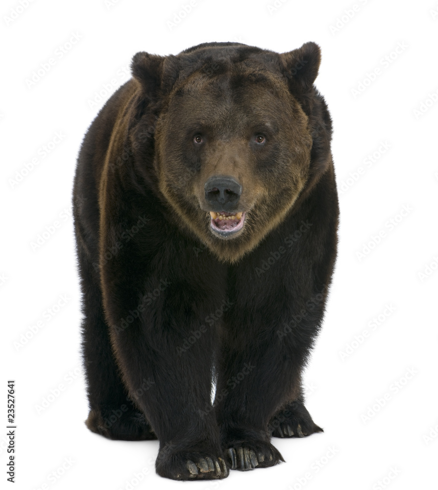 Naklejka premium Syberyjski niedźwiedź brunatny, 12 lat, chodzący