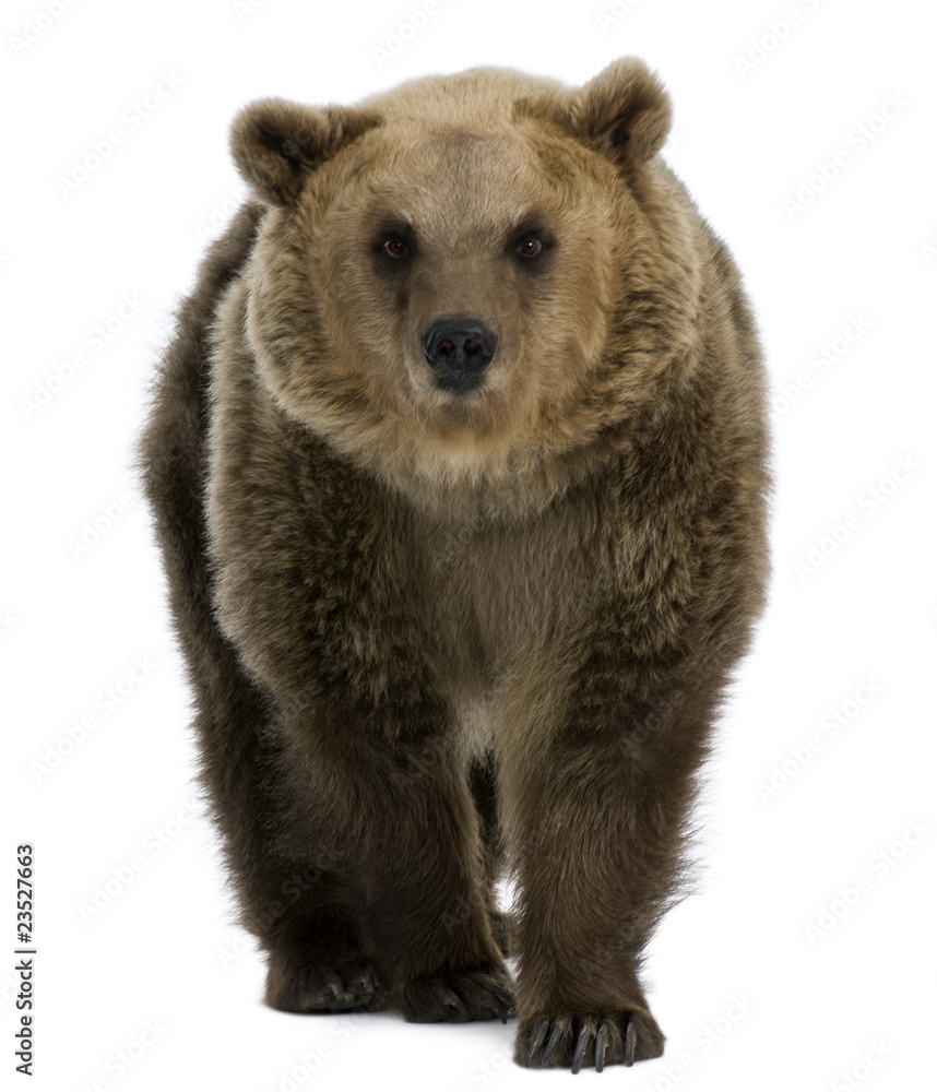 Obraz premium Female Brown Bear, 8 years old, walking