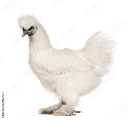 White Silkie, 6 months old, standing against white background