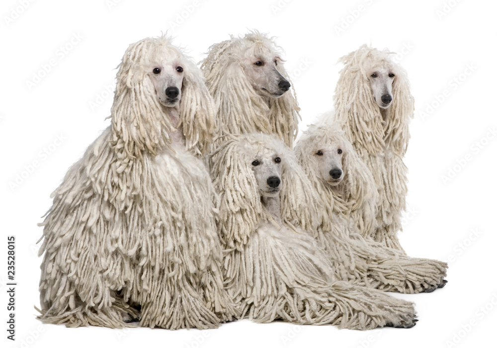 White Corded standard Poodle against white background