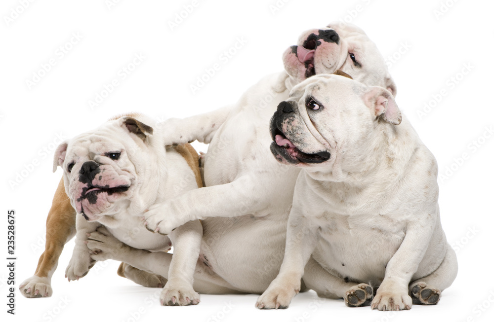 English bulldogs sitting against white background